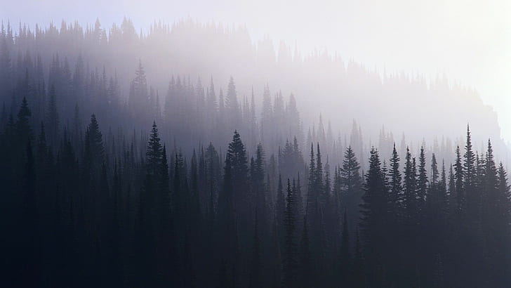 mist, forest, Layers, HD wallpaper