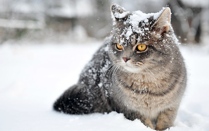 animales, felino, gato, nieve