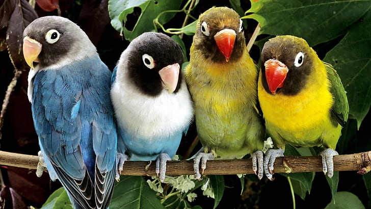 bird, parrot, lovebird, HD wallpaper