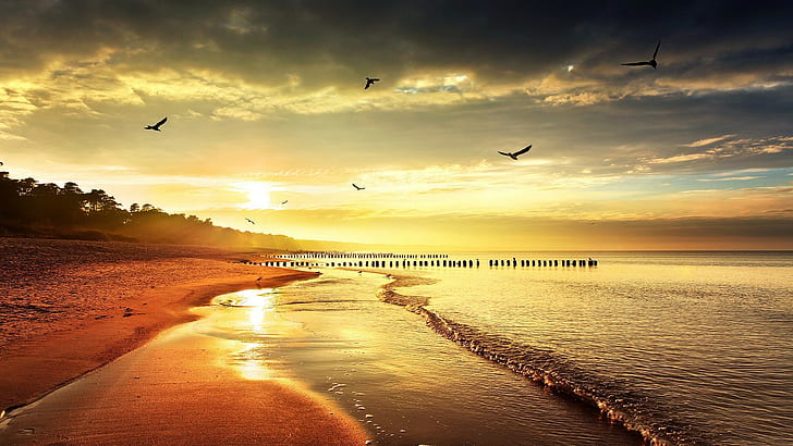 sunset, sea, sea gulls, beach, horizon, waves