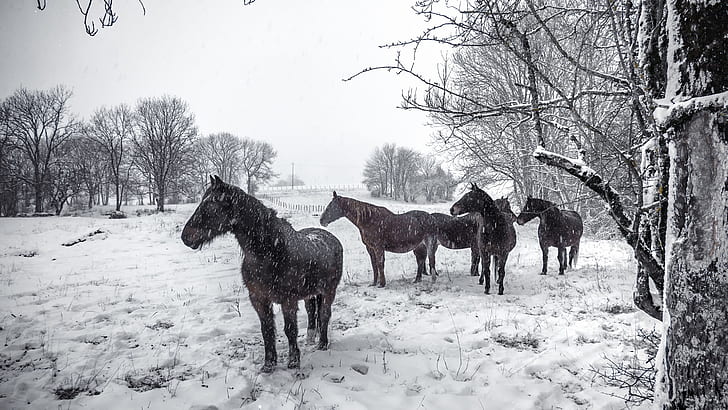 snow, winter, animals, horse, HD wallpaper