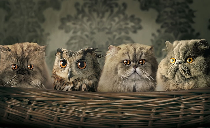 Cats And Owl, three gray cats and owl, Funny, pets, animal themes