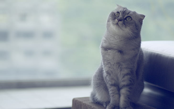 Beautiful Scottish Fold Cat, grey and black fur coated cat, green eyes, HD wallpaper
