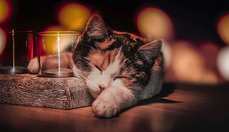HD wallpaper: calico cat, drinking glass, sleeping, animals, domestic, pets  | Wallpaper Flare