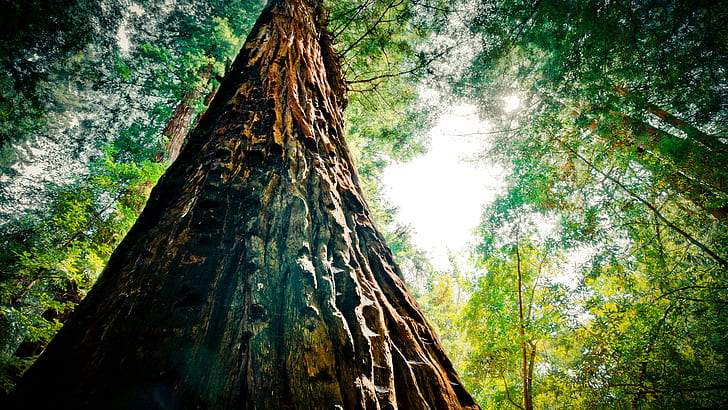 Trees Redwood Tree Forest HD, nature