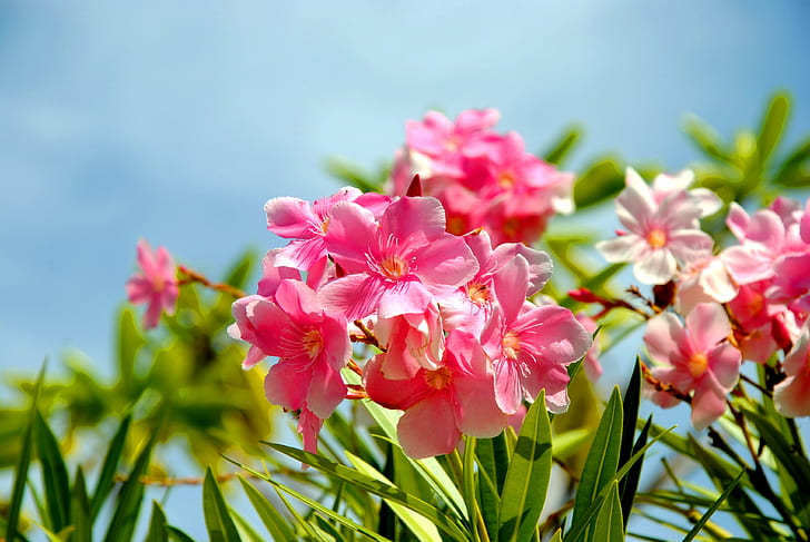 tilt shift lens photography of pink flowers, 4th, Special, Vaikaradhoo