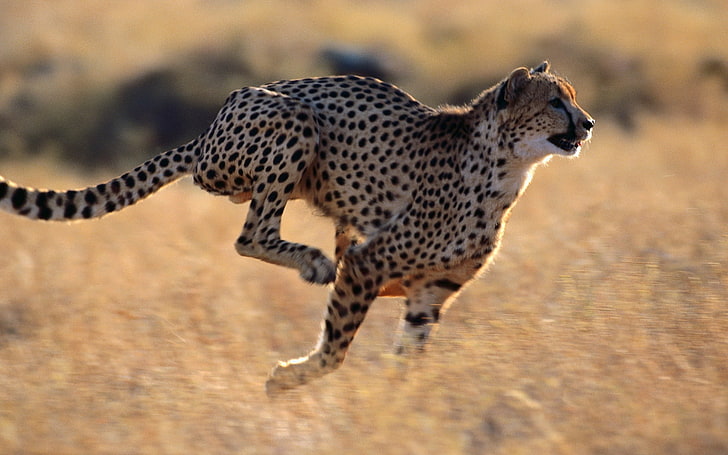 brown and black cheetah, speed, running, wildlife, safari Animals, HD wallpaper