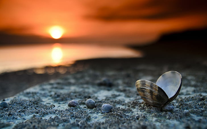 Shell Sunset, black and brown clam shell, beach, nature, HD wallpaper