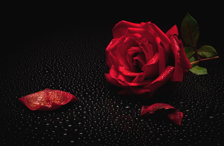 HD wallpaper: Rosa, rose, red rose, black background, water drops |  Wallpaper Flare