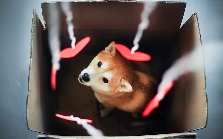 adult fawn Shiba Inu, dog, akita inu, box, blurring, pets, animal, HD wallpaper