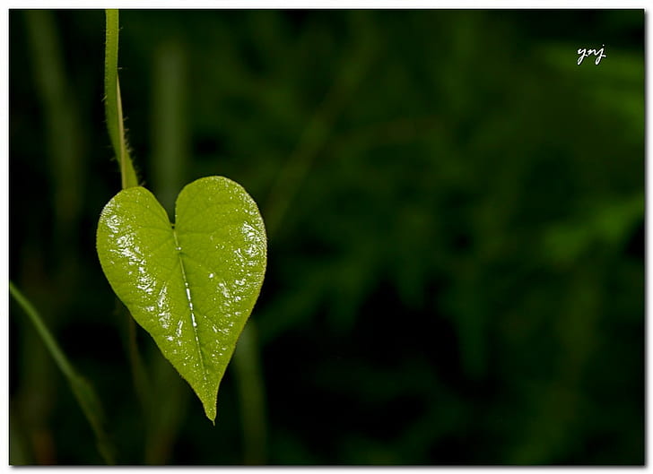 green leaf plant, Nature, heart, pune, maharashtra, canon, sigma