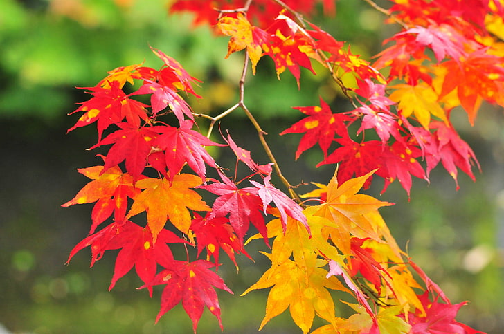red and yellow leaves, autumn, flowers, branches, leaf, nature, HD wallpaper