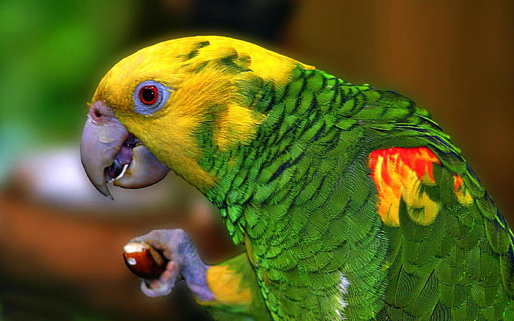Yellow Parrot Profil Hd Wallpapers Mobile Phone Laptop Pc, animal themes