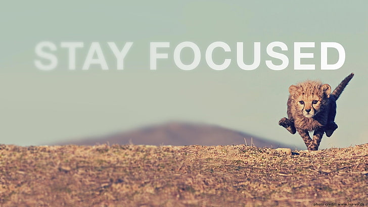 1375 Stay Focused Quotes Images Stock Photos  Vectors  Shutterstock
