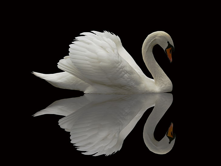 wildlife, animals, swan, reflection, birds, animal themes, white color