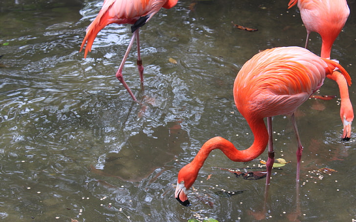 Flamingo Eating Fish Beaks Are Specially Adapted To Separate Mud And Silt From The Food They Eat, And Are Uniquely Used Upside Down, HD wallpaper