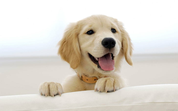 Puppy golden retriever behind the sofa, light golden retriever puppy