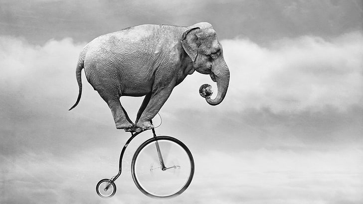 elephant riding on penny farthing bike illustration, nature, animals
