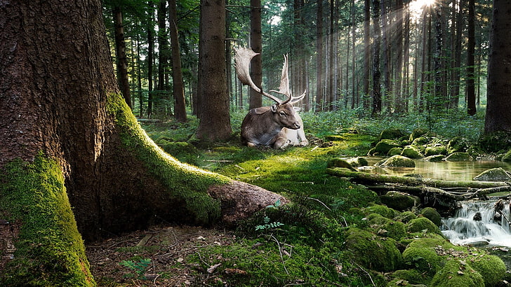 brown and white moose, nature, trees, forest, moss, animals, deer