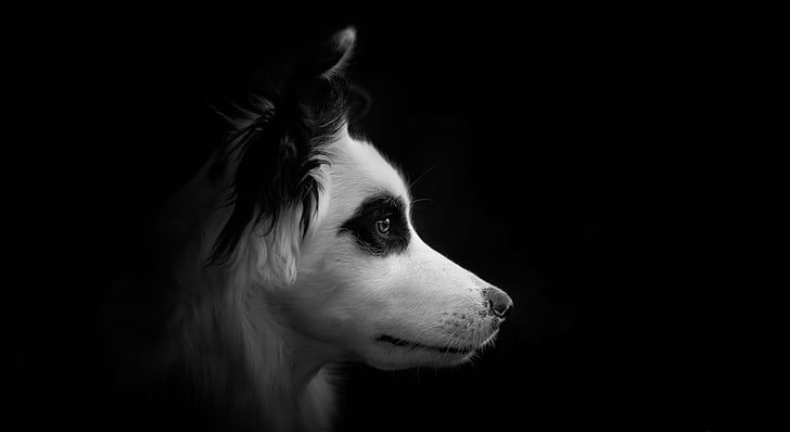 HD wallpaper: Dogs, Black & White | Wallpaper Flare