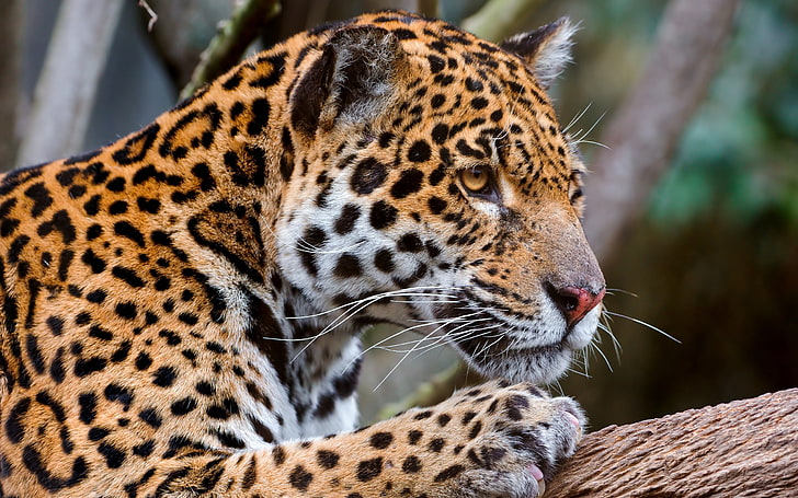leopard, jaguar, face, predator, animal, wildlife, nature, undomesticated Cat, HD wallpaper