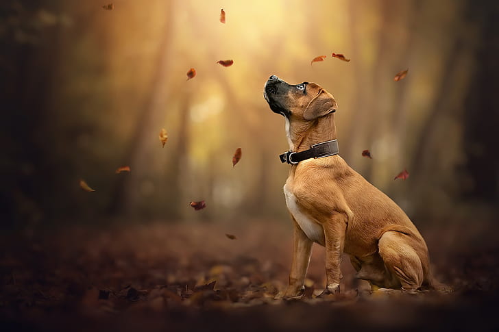HD wallpaper: autumn, each, dog | Wallpaper Flare