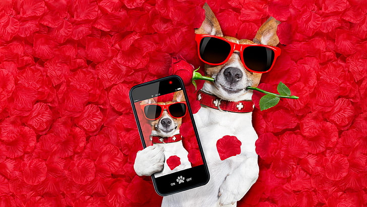 dog, photo, selfie, red, sunglass, flower, eyewear, jack russell terrier, HD wallpaper