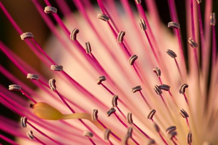 macro photography of pink flower stigmas, flower, Caper, nature