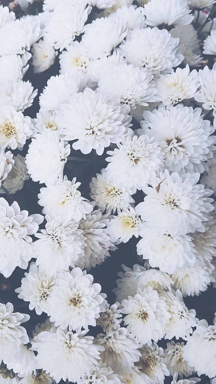 HD wallpaper: white flowers, nature, freshness, white color, flowering  plant | Wallpaper Flare
