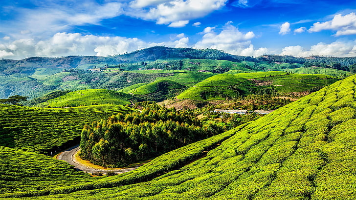 mount scenery, kerala, slope, hill slopes, tea, scenic, crop, HD wallpaper