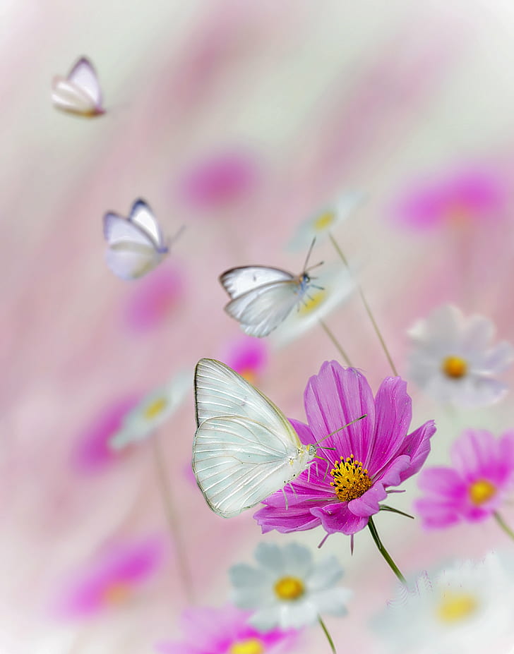 butterfly on pink flower in shallow focus photography, cabbage white, cabbage white, HD wallpaper
