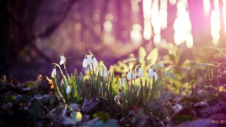 snowdrops, spring, first, flower, forest, HD wallpaper
