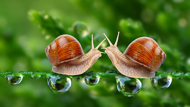 snail, snails, waterdrop, drops, dew, macro, photography, close up, HD wallpaper