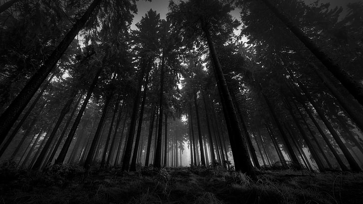 forest during nighttime, wood, black-and-white, from below, trees