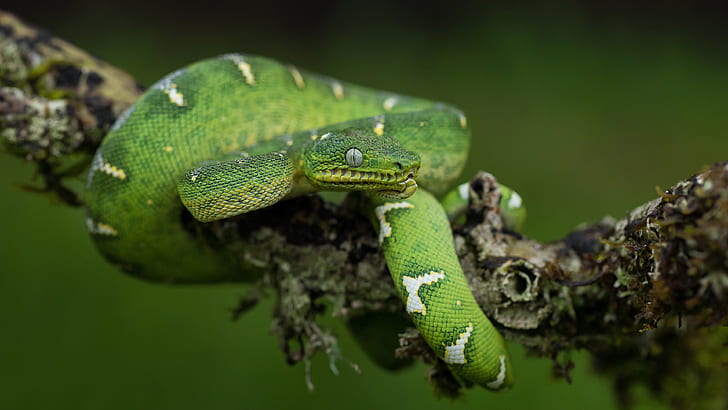 reptile, emerald tree boa, serpent, snake, green snake, wildlife, HD wallpaper