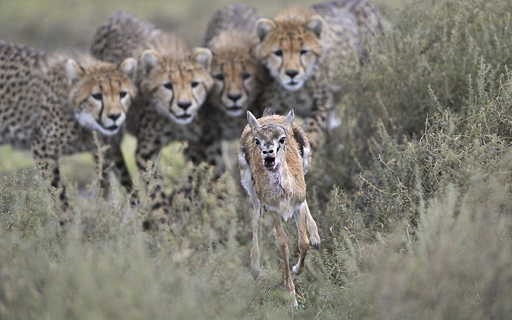 Cheetah, Gazelle, Hunting, animal wildlife, animals in the wild