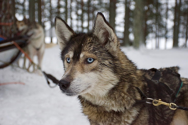 adult sable German shepherd, husky, dog, muzzle, snow, sled Dog, HD wallpaper