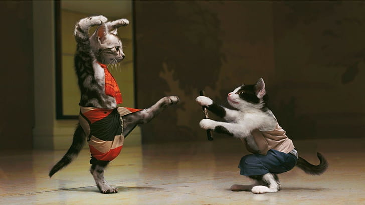 Funny, 1920x1080, kitten, cat, karate, HD wallpaper