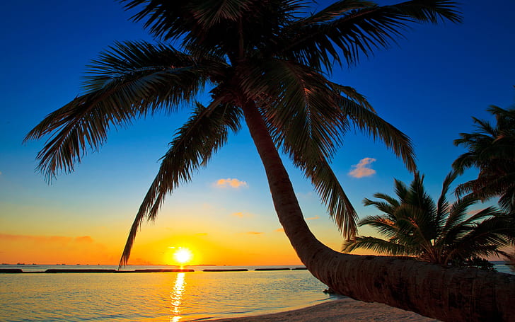 Palma, Maldives, sunset, beach, sea, palm tree, sunset at beach photo, HD wallpaper
