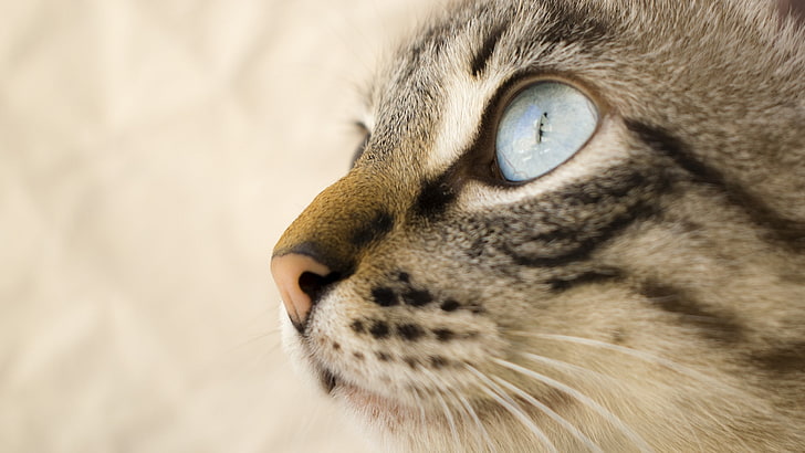 cat, blue eyes, whiskers, animals, animal themes, mammal, one animal