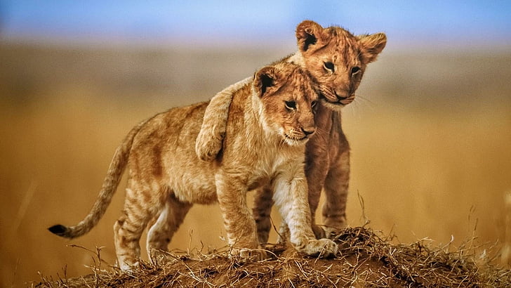 HD wallpaper: wildlife, lion, cubs, cute, wild animal, big cats, savanna |  Wallpaper Flare