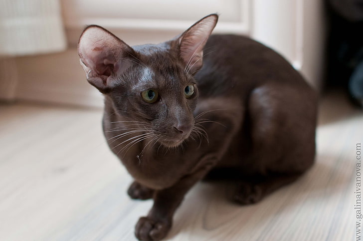 short-fur black cat, oriental cat, breed, color, domestic Cat