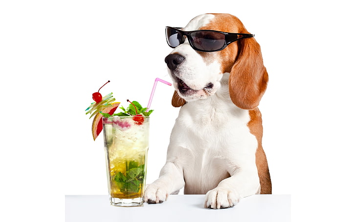 HD wallpaper: beagle 4k wallpaper full hd, animal themes, one animal,  canine | Wallpaper Flare