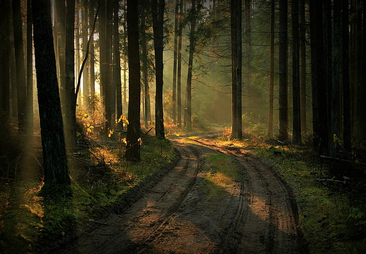 nature, landscape, Lithuania, forest, path, plants, trees, sun rays, HD wallpaper