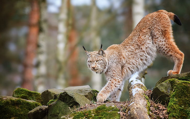 HD wallpaper: Animals Cats Lynx Trees Forest Wildlife Predator Nature Free  Desktop | Wallpaper Flare