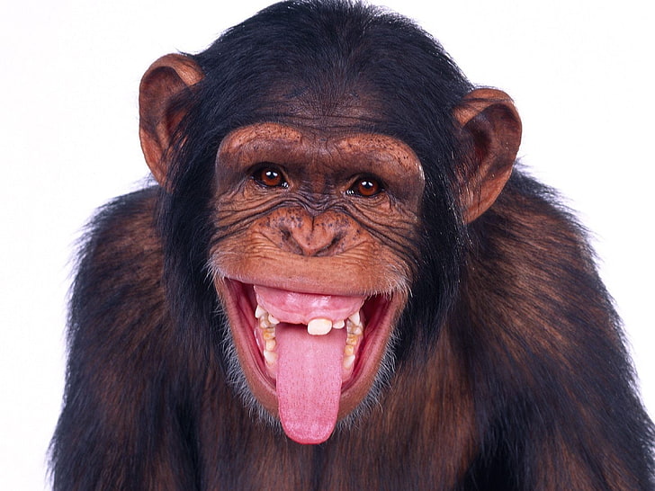 black primate, monkey, apes, animal, mammal, animal themes, one animal, HD wallpaper