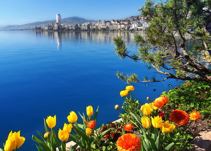 yellow petaled flowers, lake, Switzerland, Lake Geneva, Montreux