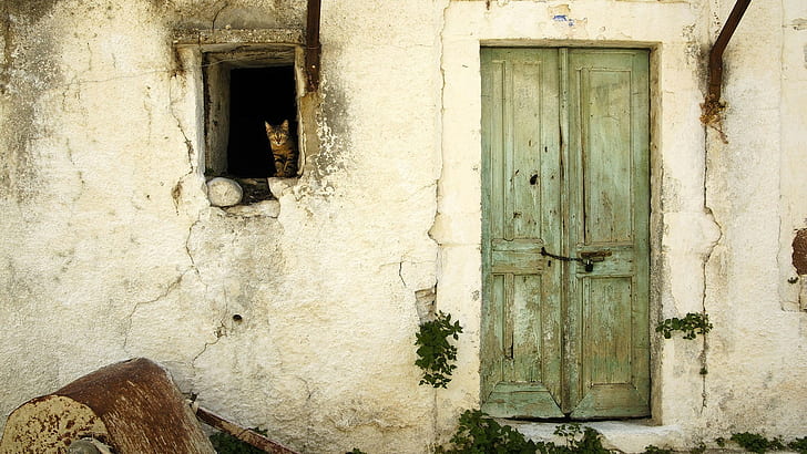 Turkey, door, cat, animals, house, pet, beige