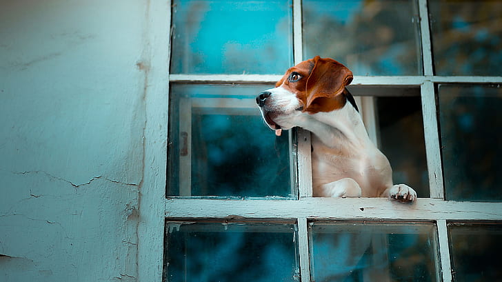 HD wallpaper: dog, window, Beagle | Wallpaper Flare