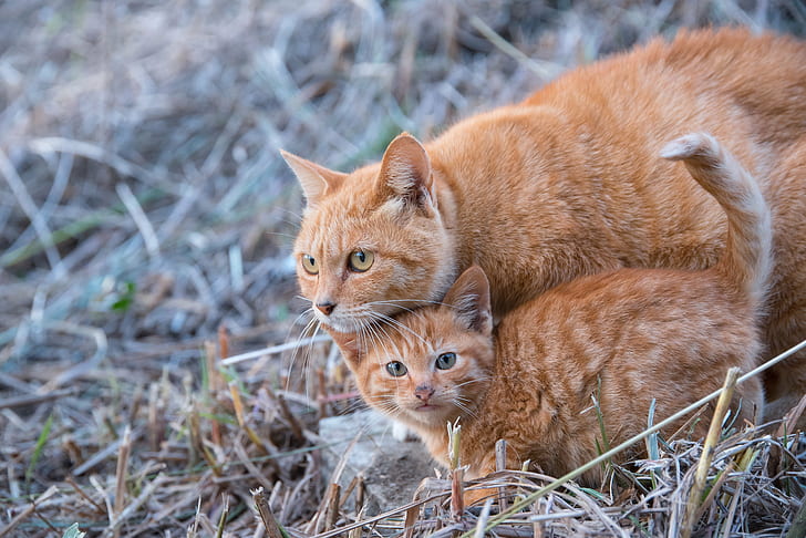 orange Tabby cat and kitten on green grass, ko, ne, NIKON  D750, HD wallpaper